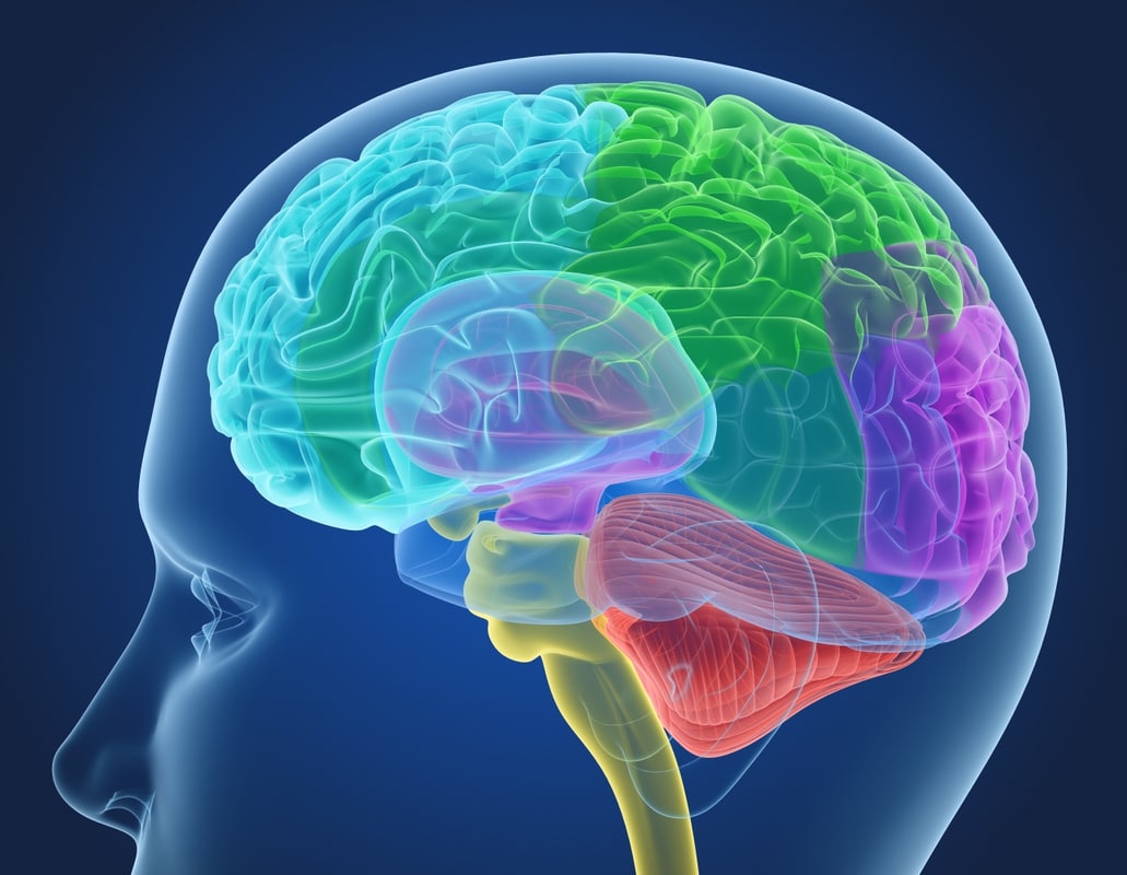 Exploring the Potential Impact of CBD on Neuroconnectivity Health