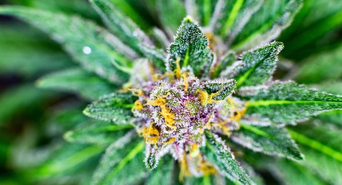 Exploring the Beauty and Benefits of Hemp Flower