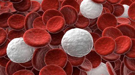 Exploring the Potential Impact of CBD on White Blood Cells