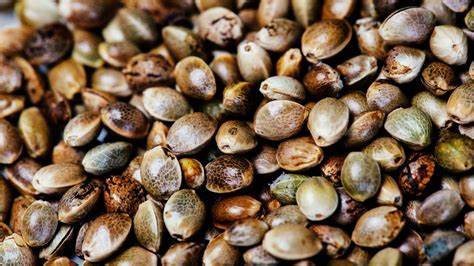Hemp Hearts: The Tiny Nutritional Powerhouses