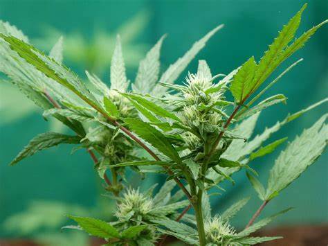 Exploring Hemp: Nature's Versatile Plant