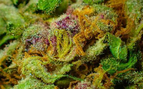 Exploring THCA Hemp Flower: Nature's Potent Gift