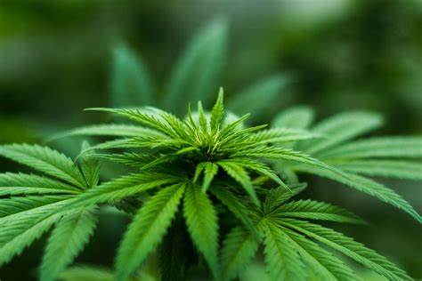 HHC vs. Delta-8: Comparing Two Popular Cannabinoids