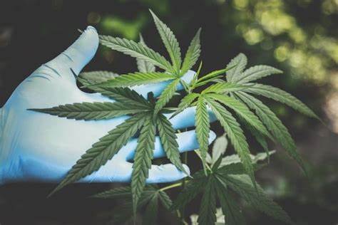 Exploring the Effects of HHC: What to Expect from Hydrogenated Cannabinoid