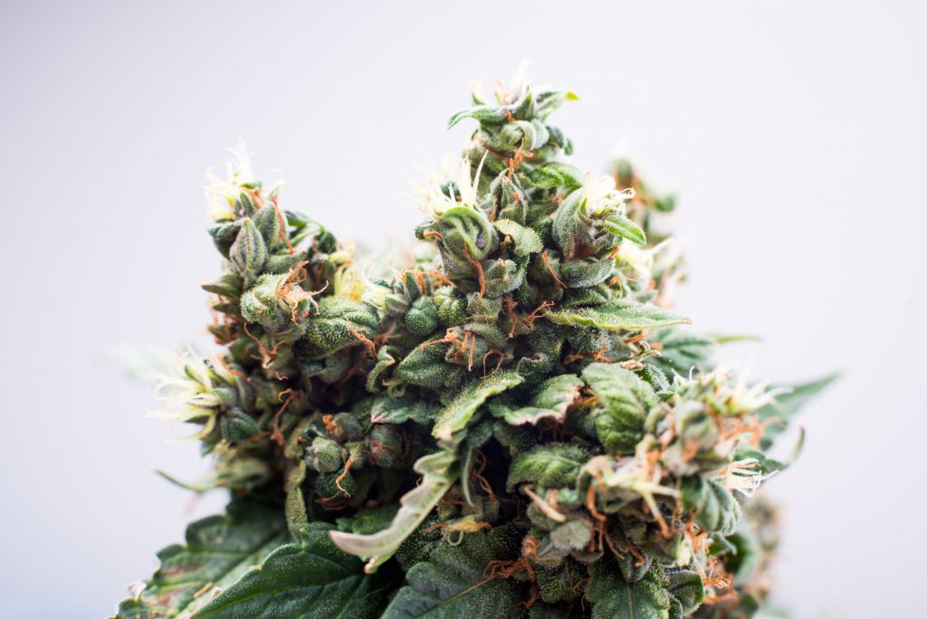 Exploring Delta-8 THC: The Hemp-Derived Alternative